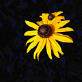 daisy on dark blue