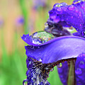 Purple rain